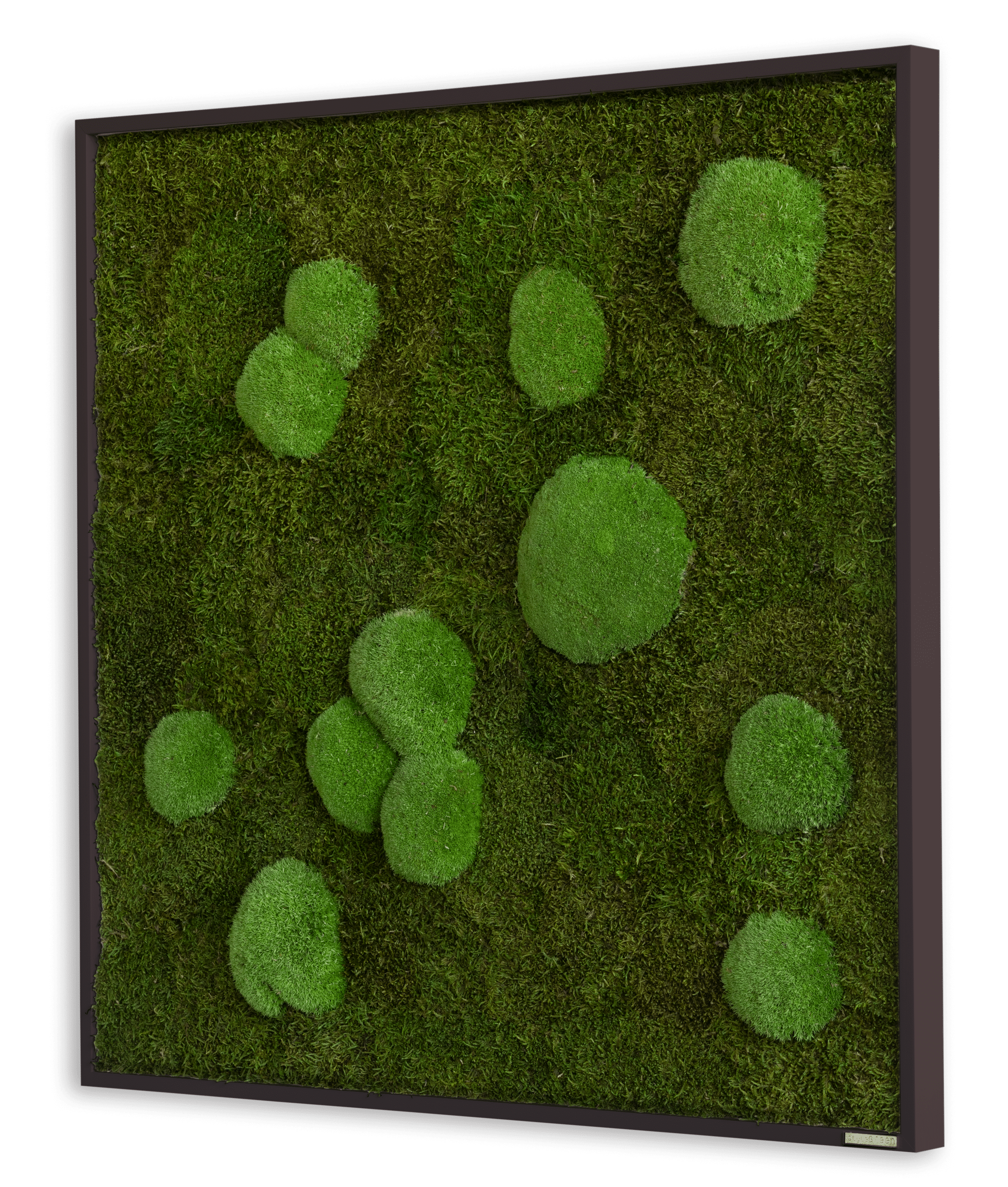 Wald-und-Kugelmoos_Moosbild_80x80_seitlich_schwarzer_Rahmen