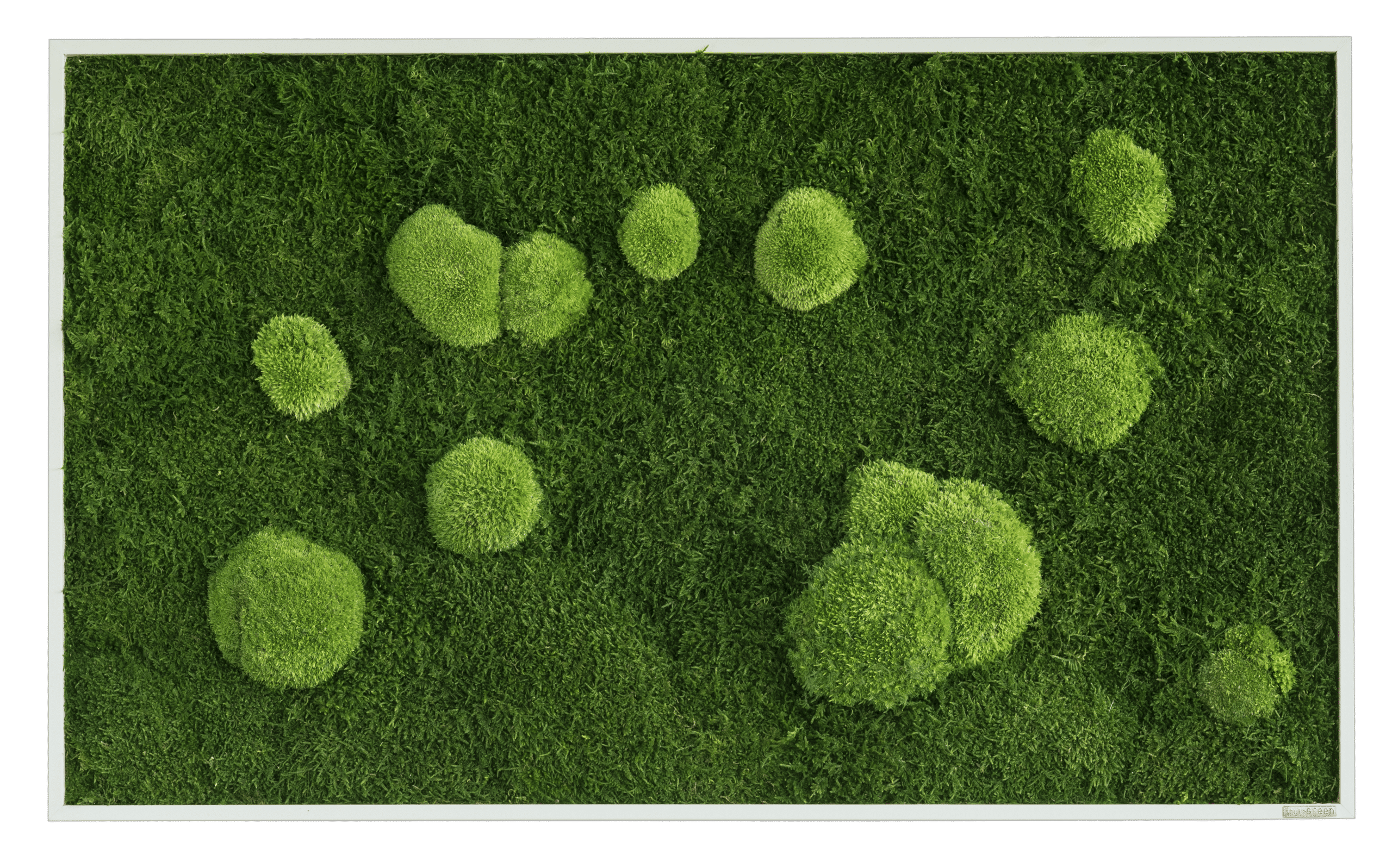 Wald- und Kugelmoosbild-100x60-Frontal