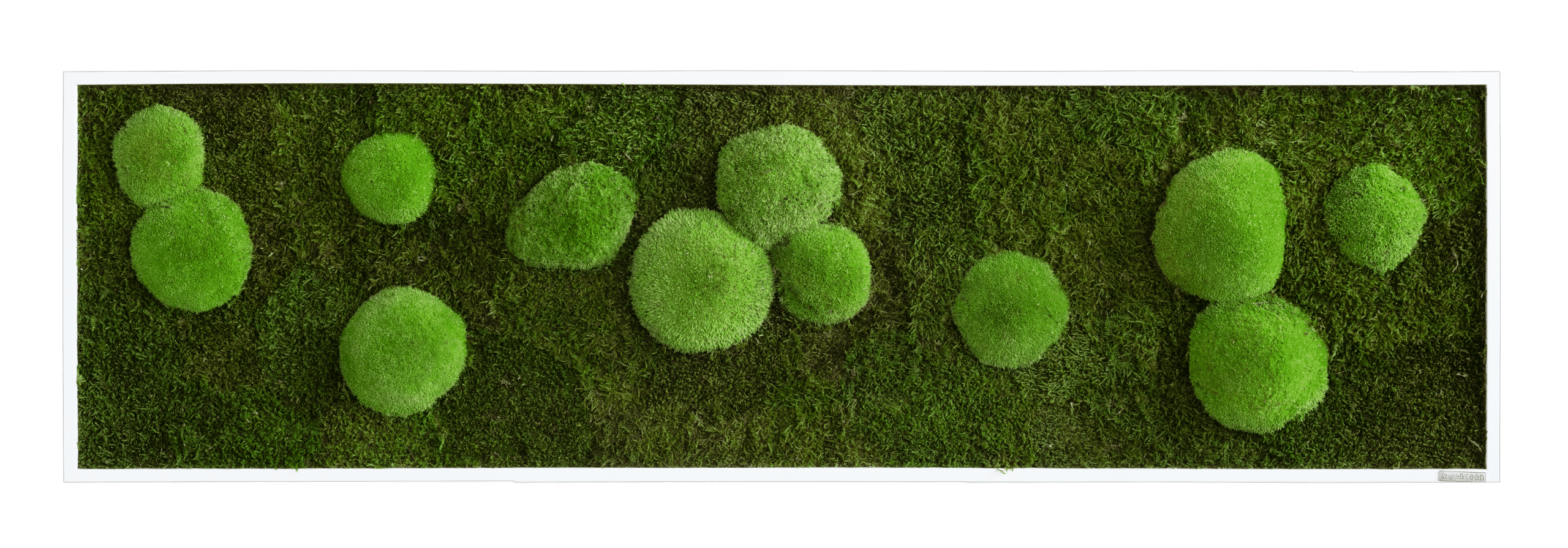 Wald-und-Kugelmoosbild_Frontal_140x40