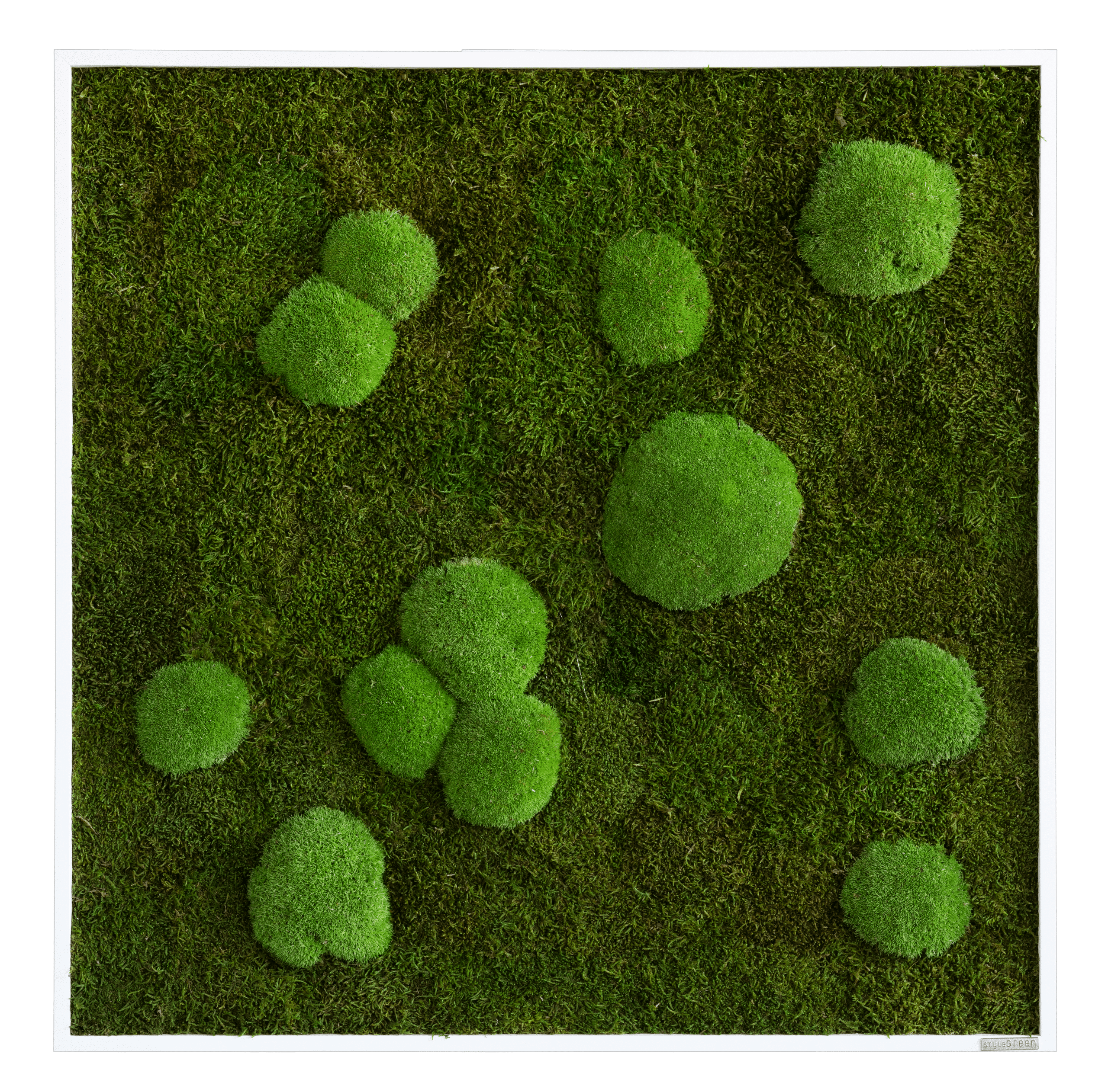 Wald-und-Kugelmoosbild_Frontal_80x80 R.w.