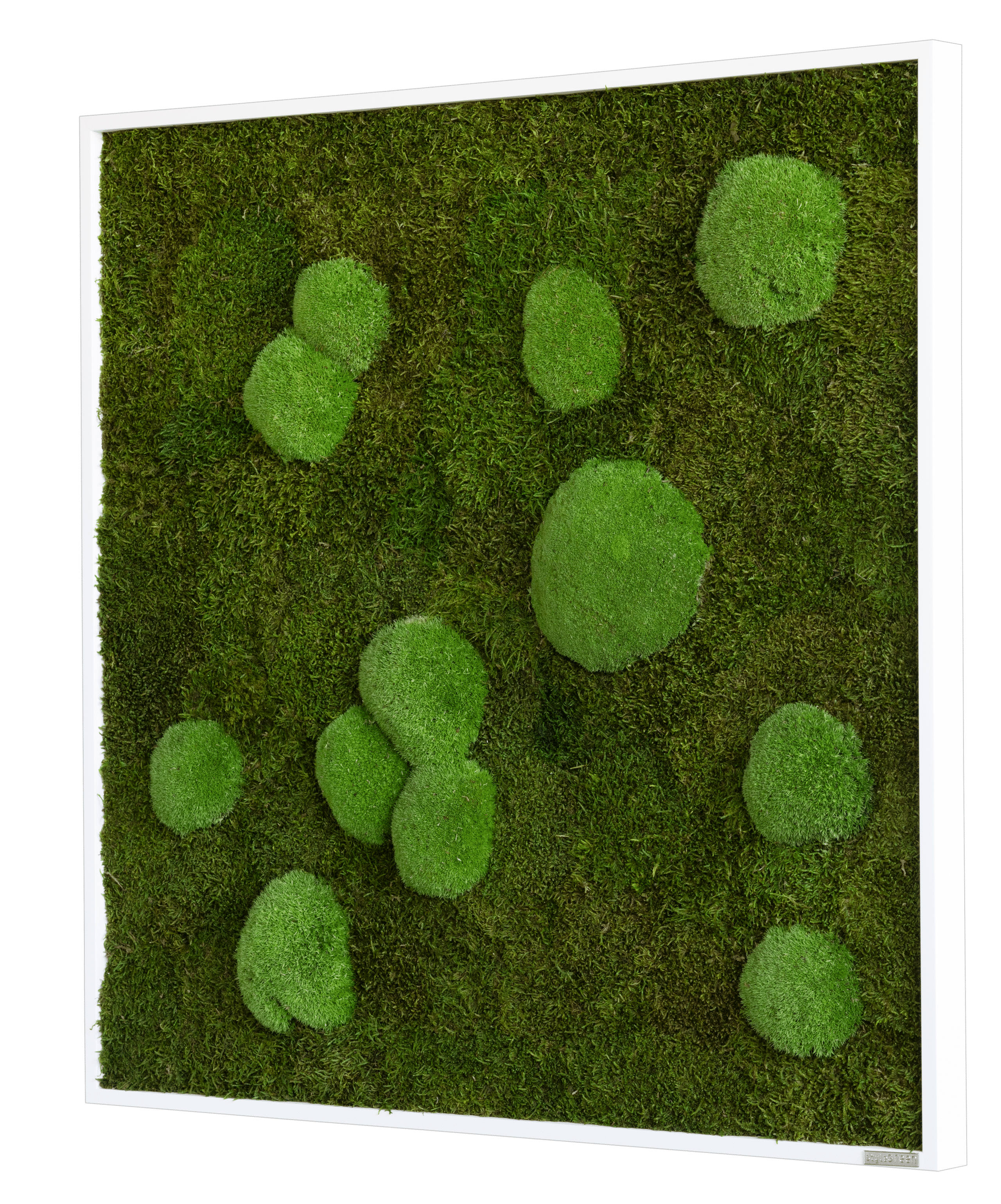 Wald-und-Kugelmoosbild_Seitlich_80x80 R.w.