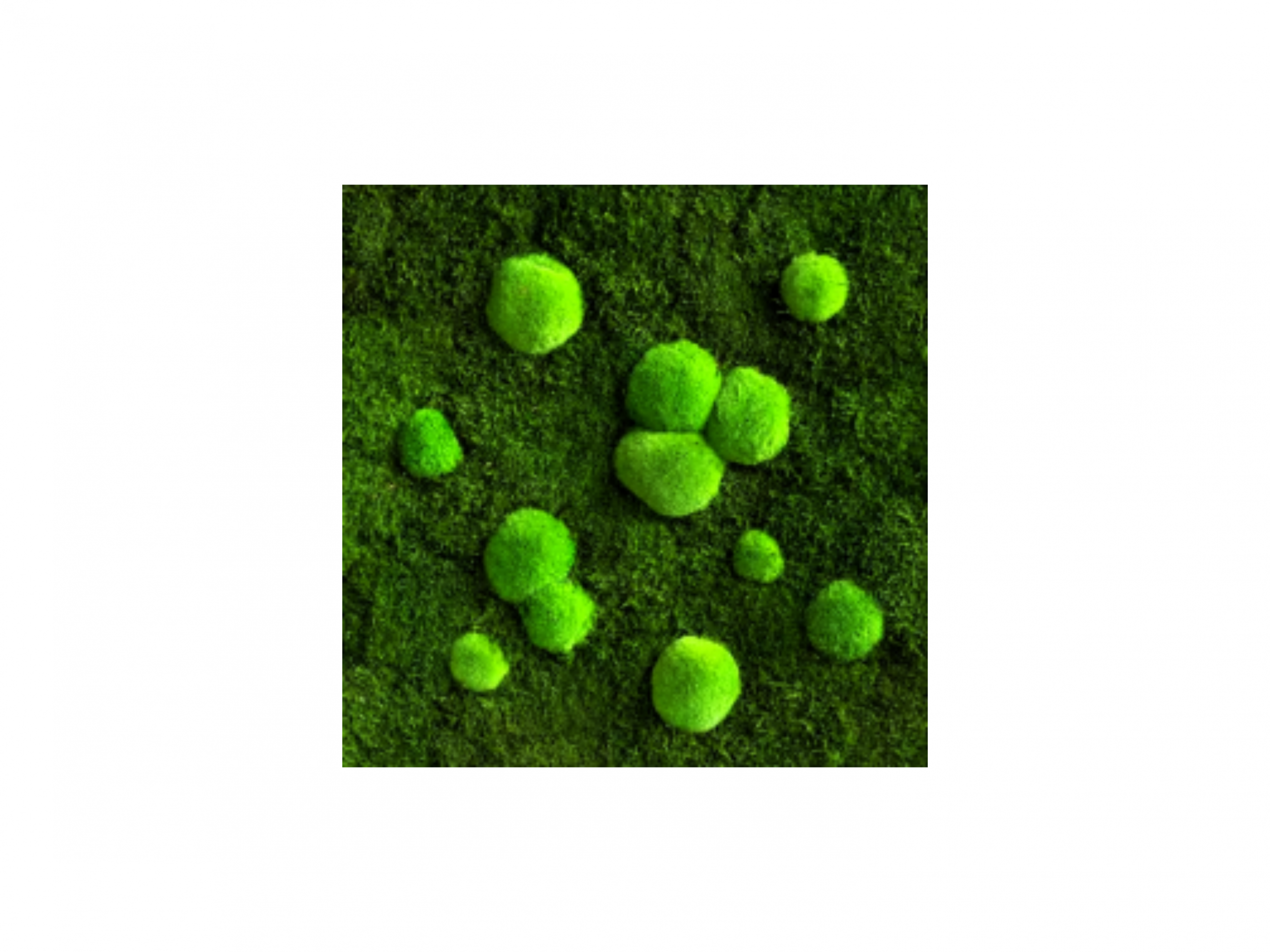 Best of GREEN Moos Akupaneele Wald- und Kugelmoos 60x60 cm. 7