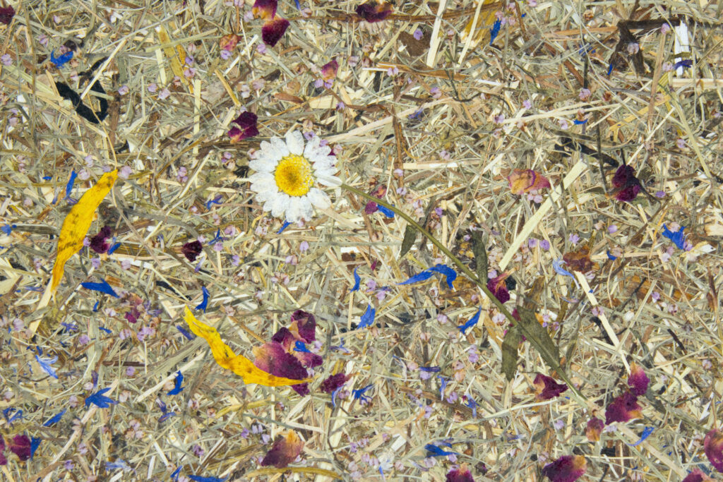 ALMWIESN-FVP_138x211mm_Organoid by best of GREEN Natural-Surfaces-1024x683