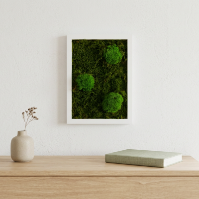 Wald- und Kugelmoosbild 22,5 x 32,5 cm Bild