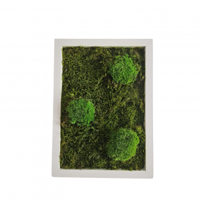 Wald- und Kugelmoosbild 22,5 x 32,5 cm Bild.jpeg